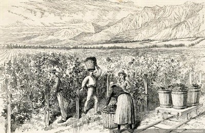 Histoire du vin chilien