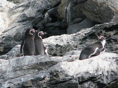 Pingouins Humbolt